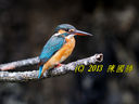 Common_Kingfisher-Cui20Niao20.jpg